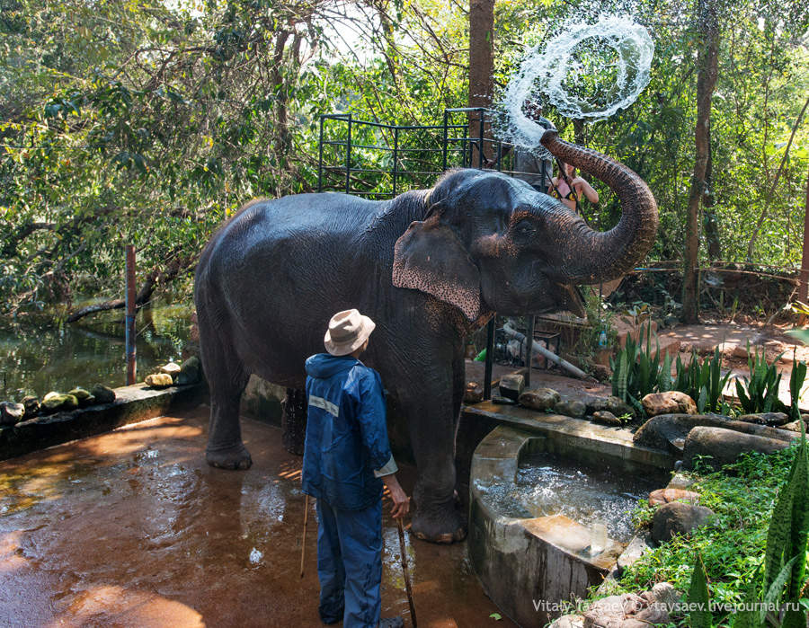 Elephant wash