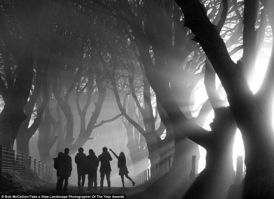 Haunting: This black and white image of a group of friends playing around in an avenue of trees called 'Mystical Morning' was taken by Bob McCallion and won the 'Living the View' category