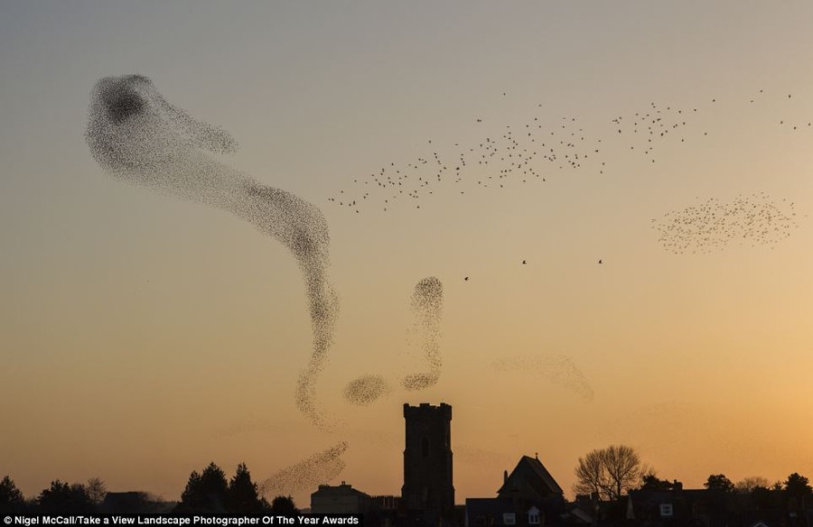 Birds at sunset: Starling birds fly into the orange sky over Carmarthen, Wales. The image was taken by Nigel McCall and was the winner of the Urban View category 