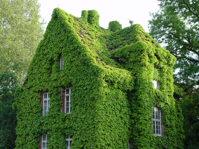 The Most Colorful Houses Engulfed in Vegetation