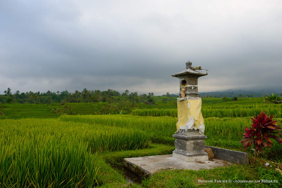 Rice fields in Bali