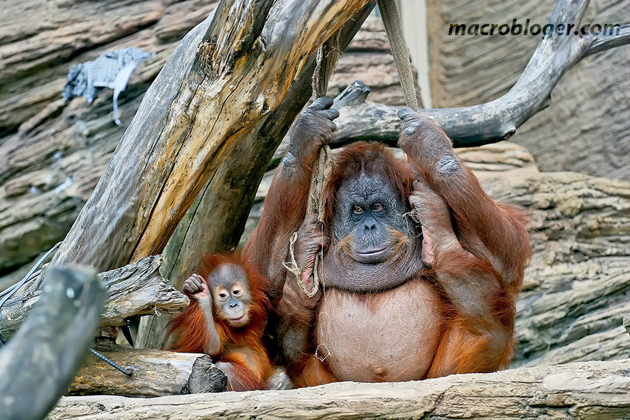 Орангутан (Orang Hutan)