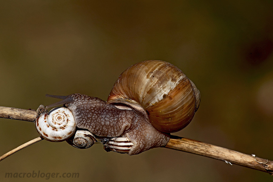 Улитка каннибал (Helix pomatia)