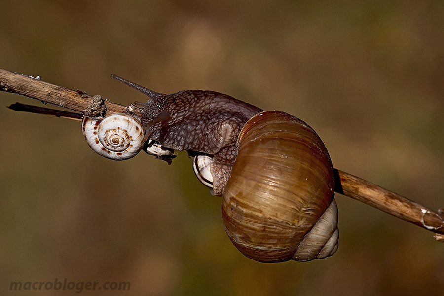 Улитка каннибал (Helix pomatia)