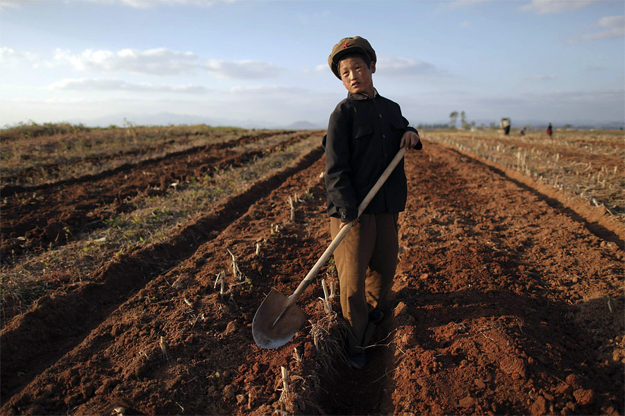 Северокорейский мальчик работает в поле одного из колхозов провинции Хванхэ-Намдо, наиболее сильно пострадавшей от недавних тайфунов. © Damir Sagolj/Reuters