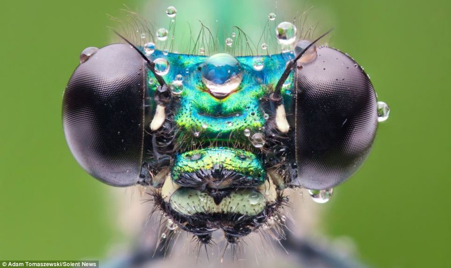 Close-up: A damselfly resting in a tree