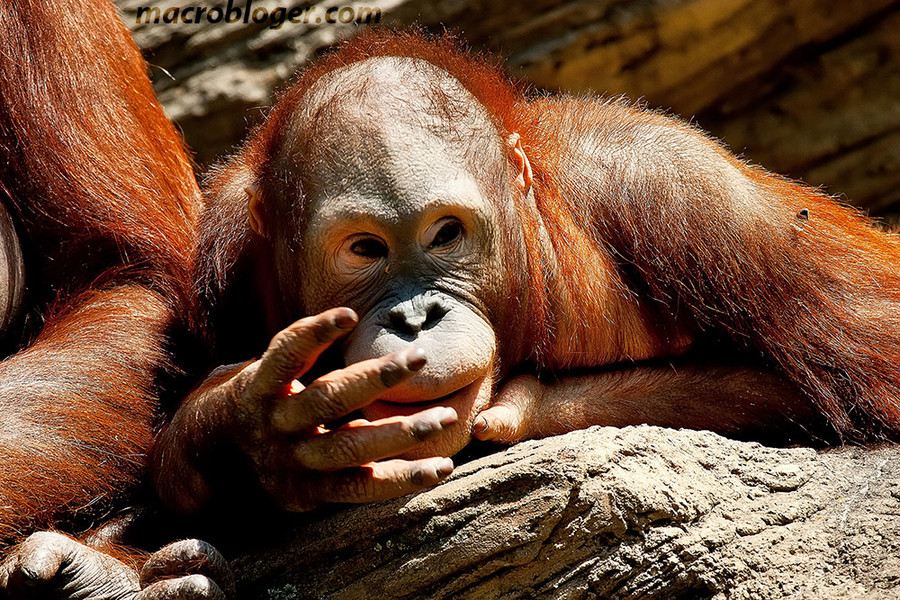 Орангутан (Orang Hutan)