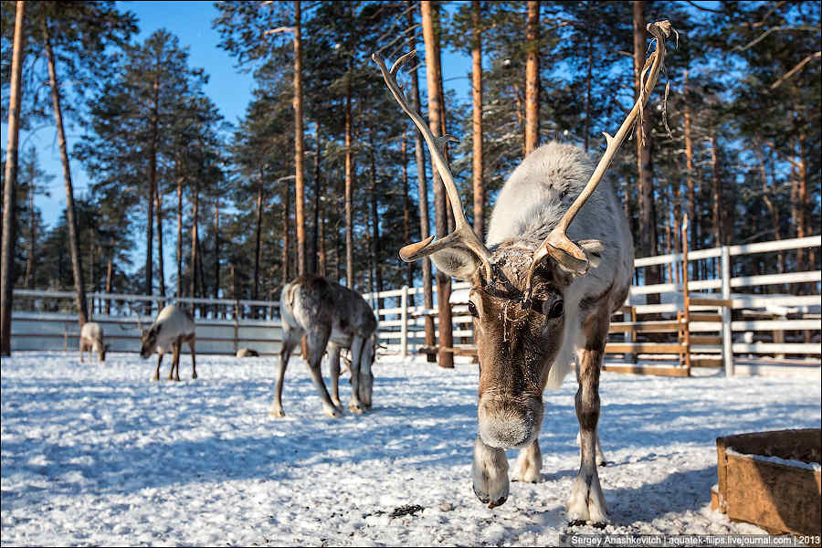 Северный олень