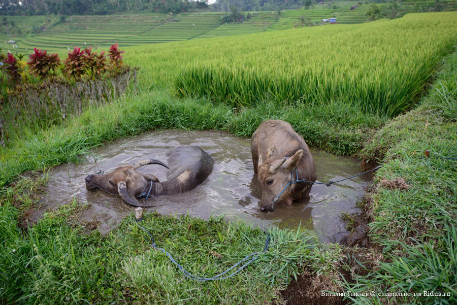 Rice fields in Bali