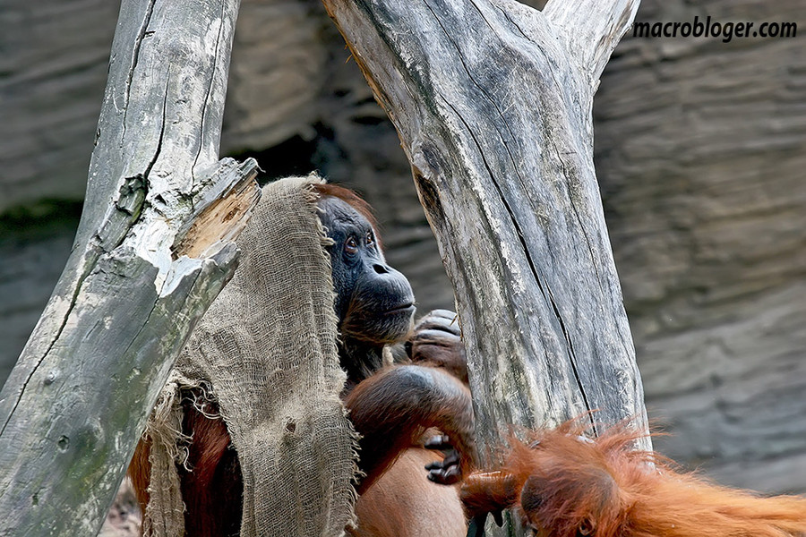 Орангутан (Orang Hutan)