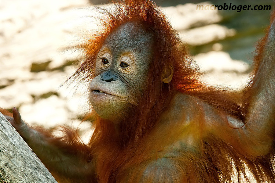 Орангутан (Orang Hutan)