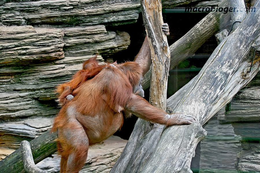 Орангутан (Orang Hutan)