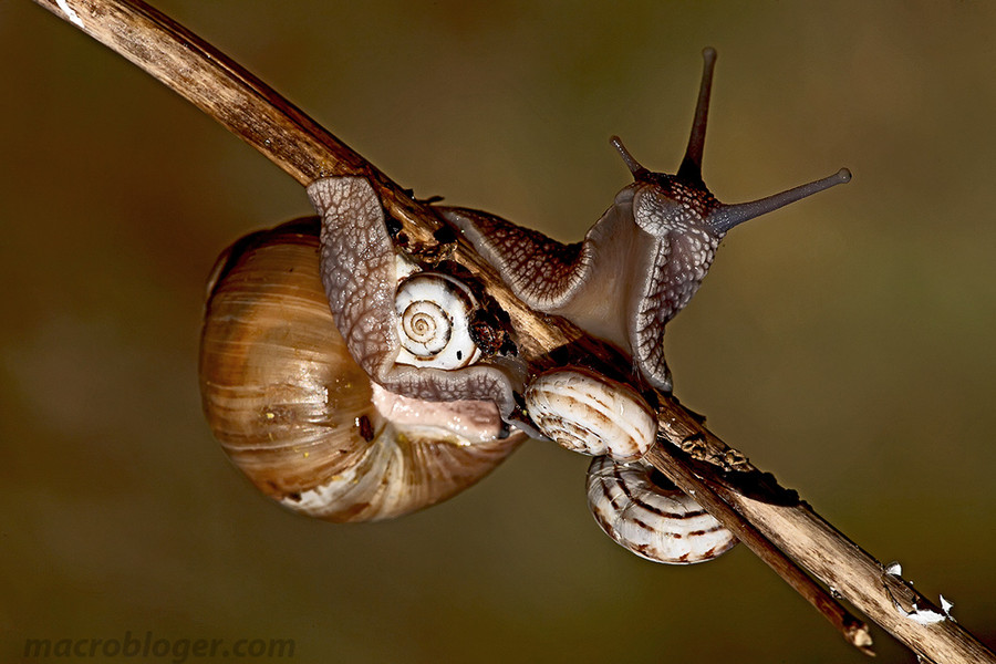 Улитка каннибал (Helix pomatia)