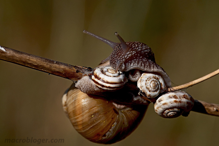 Улитка каннибал (Helix pomatia)