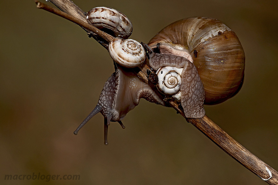 Улитка каннибал (Helix pomatia)