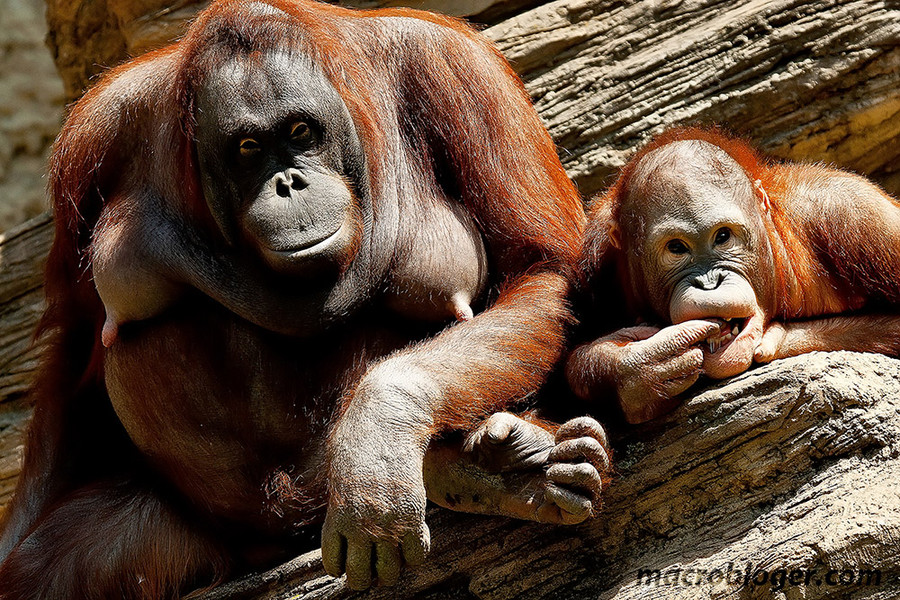 Орангутан (Orang Hutan)