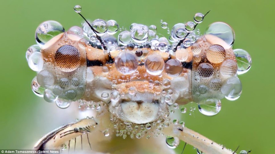 Detail: Because of the water on this damselfly's eyes 