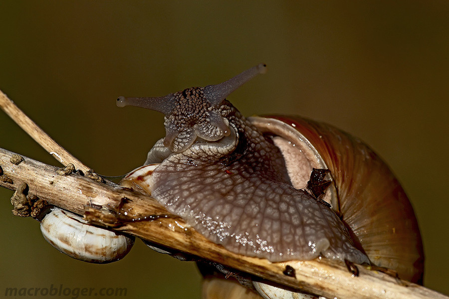 Улитка каннибал (Helix pomatia)