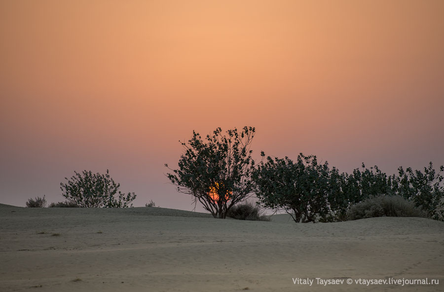 Tar desert