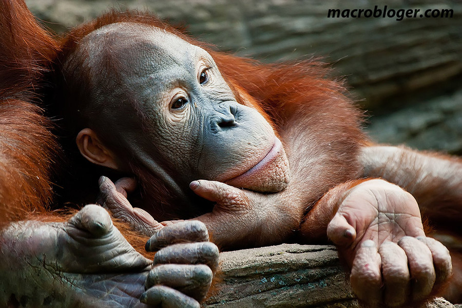 Орангутан (Orang Hutan)