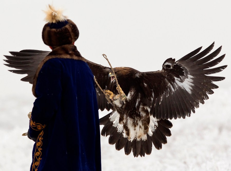 Ручной беркут возвращается к охотнику. © Shamil Zhumatov/REUTERS