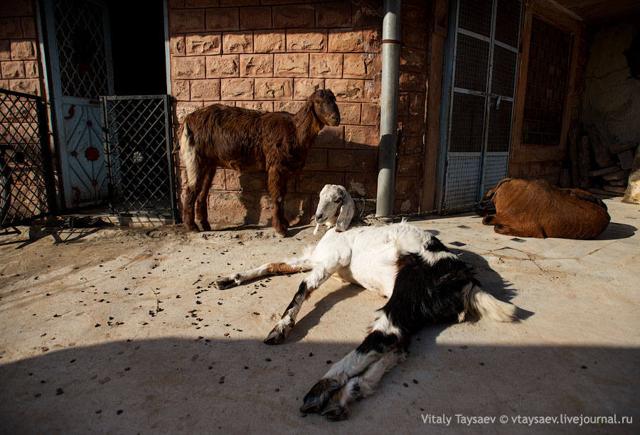 Relaxing, Jodhpur, India