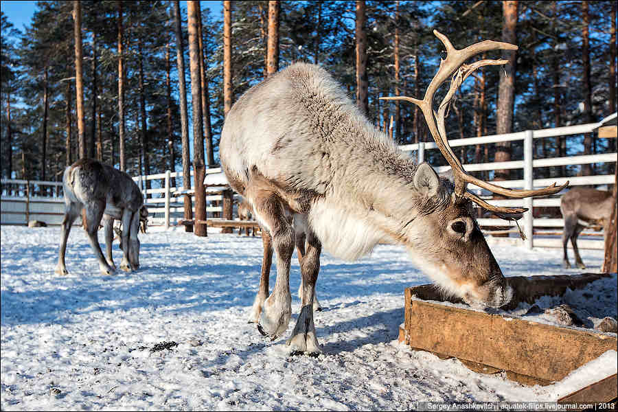 Северный олень