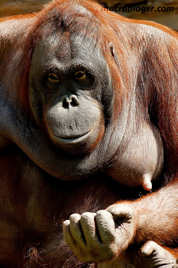 Орангутан (Orang Hutan)