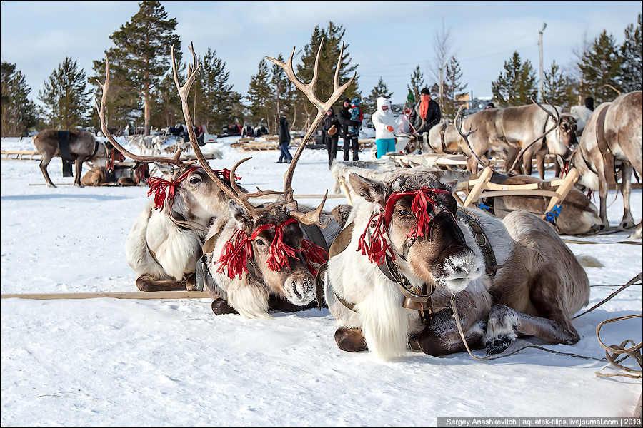 Северный олень