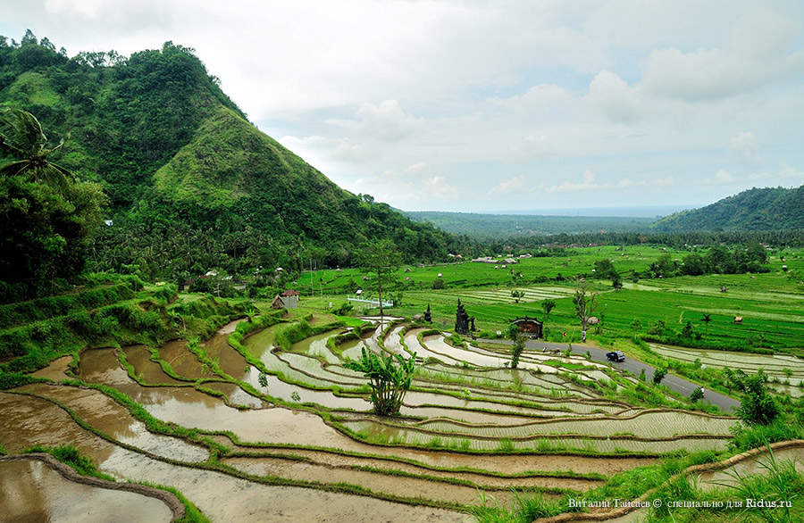 Rice fields in Bali