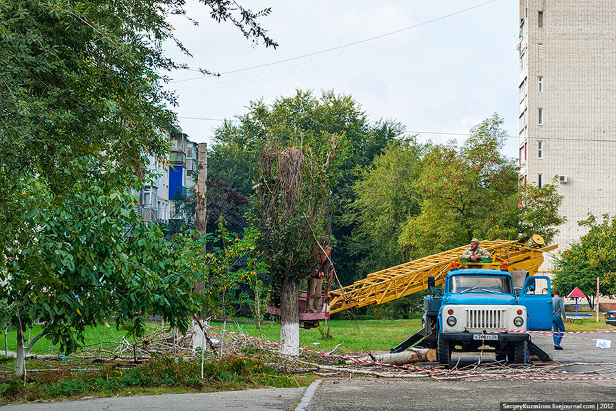 21. После подобной обрезки от деревьев на улицах города остаются лишь пеньки.