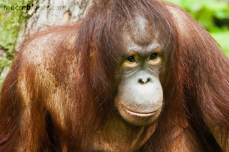 Орангутан (Orang Hutan)