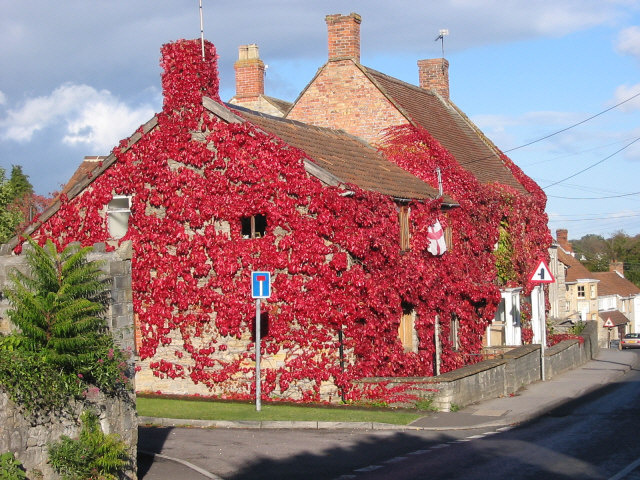 The Most Colorful Houses Engulfed in Vegetation