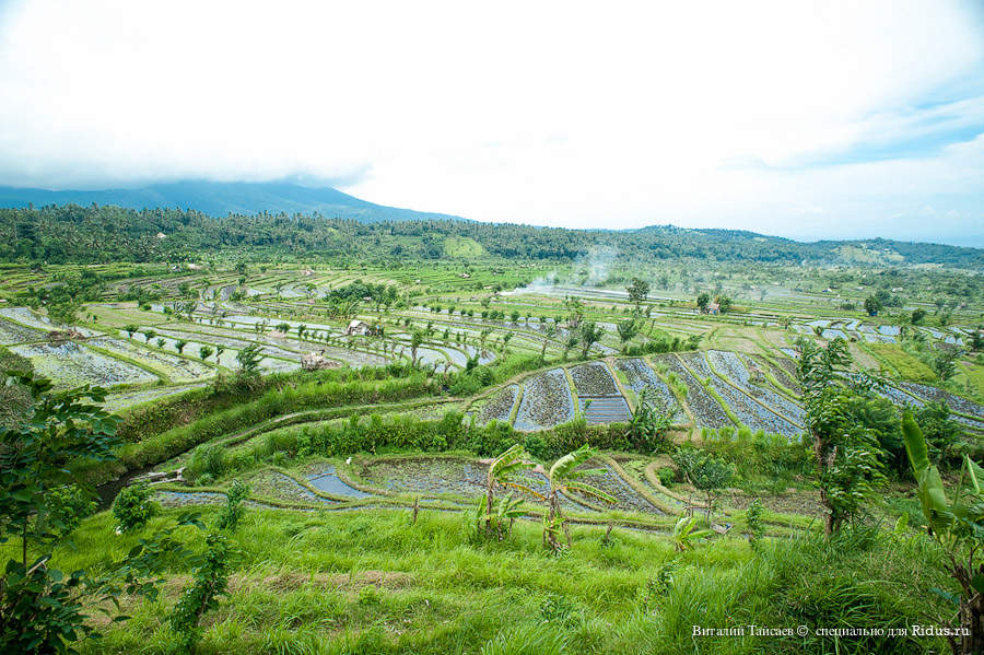 Rice fields in Bali