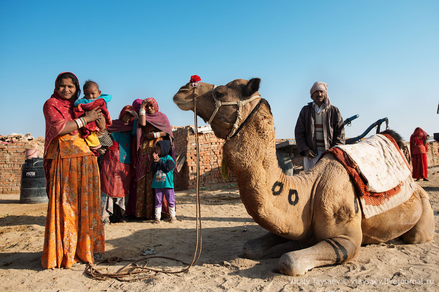 Camel in Brick factory, Rajhastan