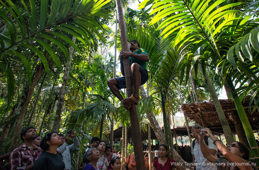 Tree climber