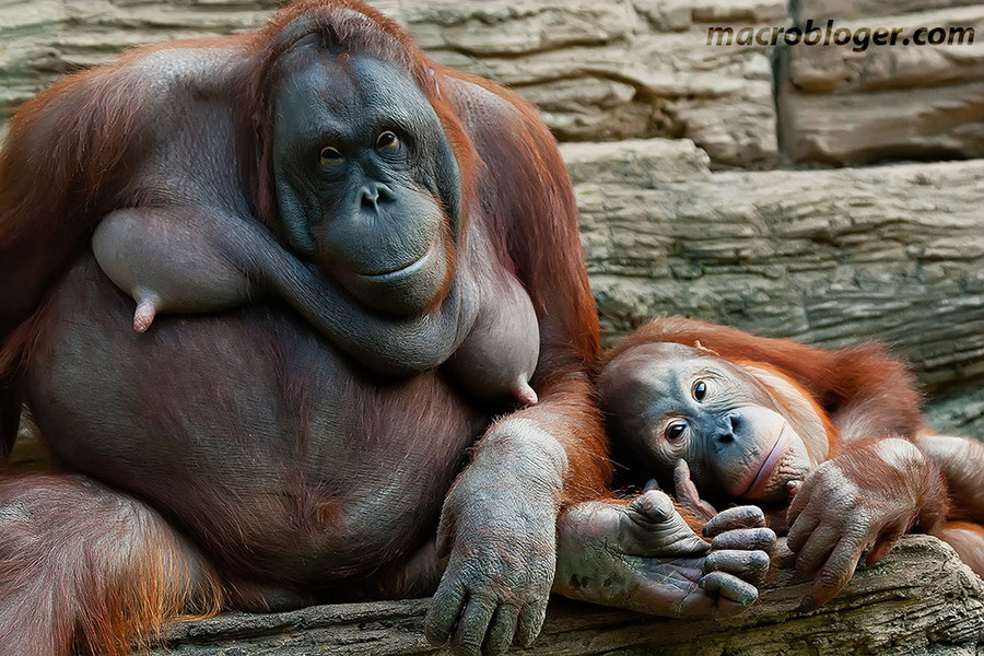 Орангутан (Orang Hutan)