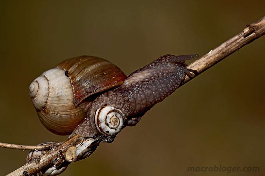 Улитка каннибал (Helix pomatia)