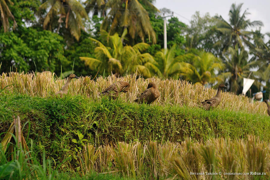 Rice fields in Bali