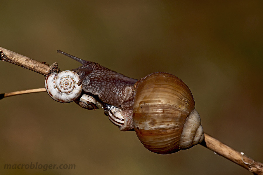 Улитка каннибал (Helix pomatia)