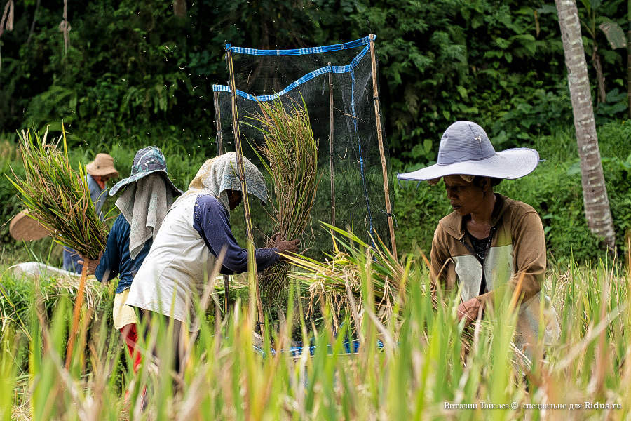 Rice fields in Bali