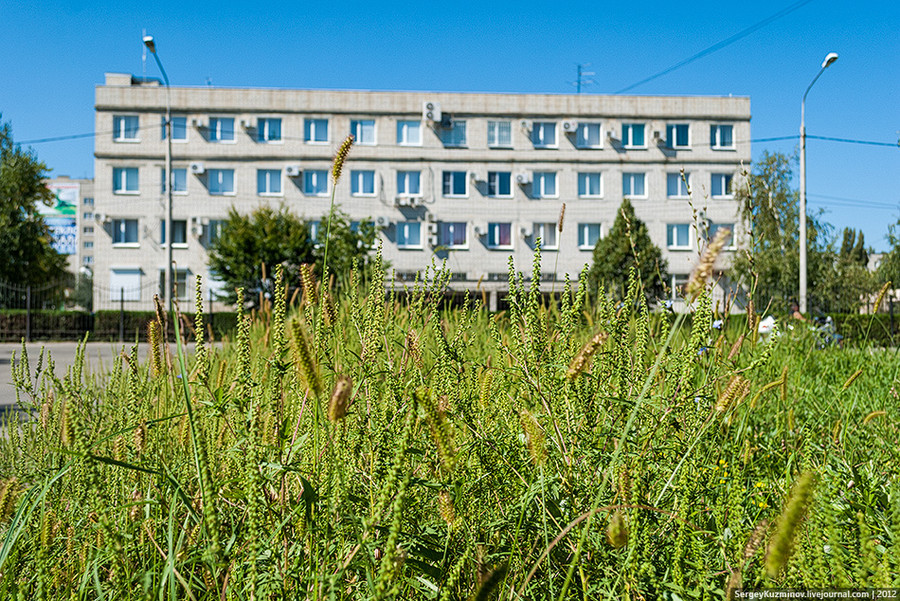 20. Заросли амброзии прямо под зданием городской администрации. Сентябрь 2012 года.