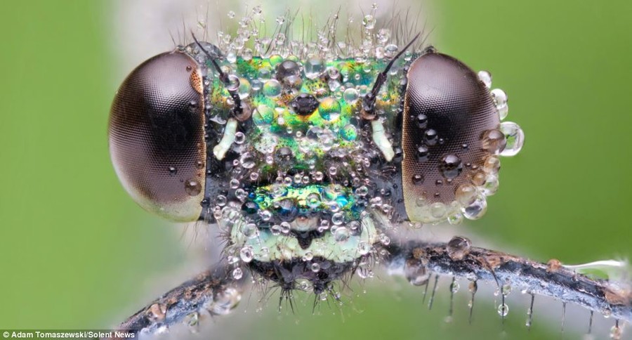 Painstaking work: Tomaszewski spent around four hours taking pictures of the damselflies