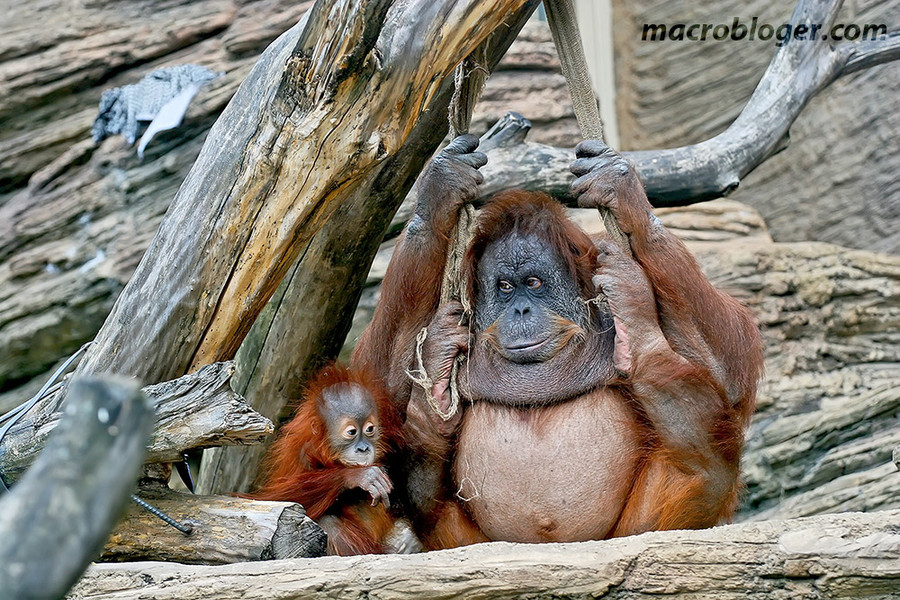 Орангутан (Orang Hutan)