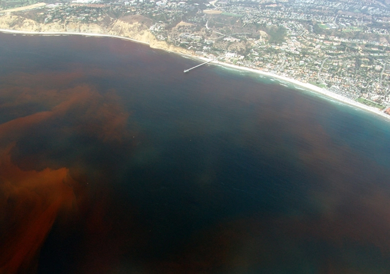 "Красный прилив" у Ла-Хойя (Сан-Диего, Калифорния).