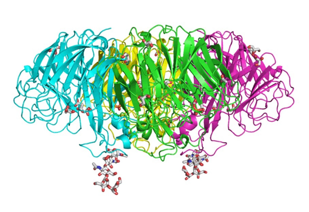 Структура нейраминидазы вируса пандемического гриппа H1N1 1918.
