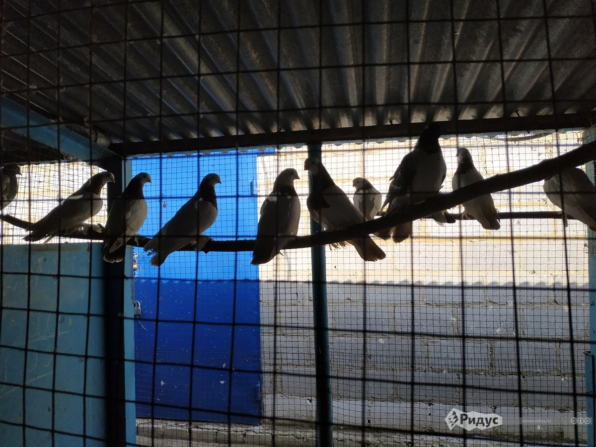 Зоопарк Борисыча начался с голубей, и до сих пор это самые многочисленные его обитатели 