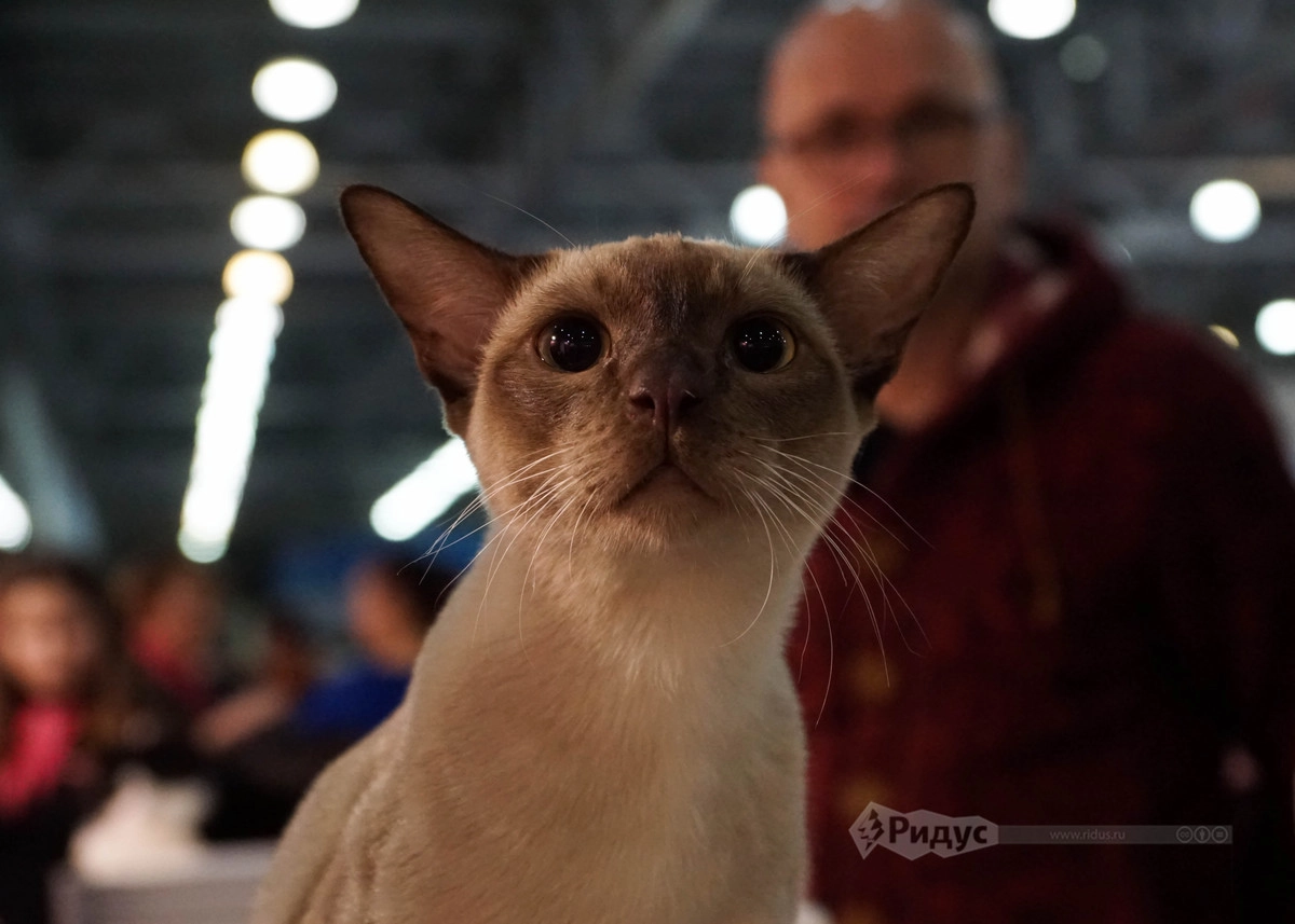 Выставка кошек «Кэтсбург 2020»