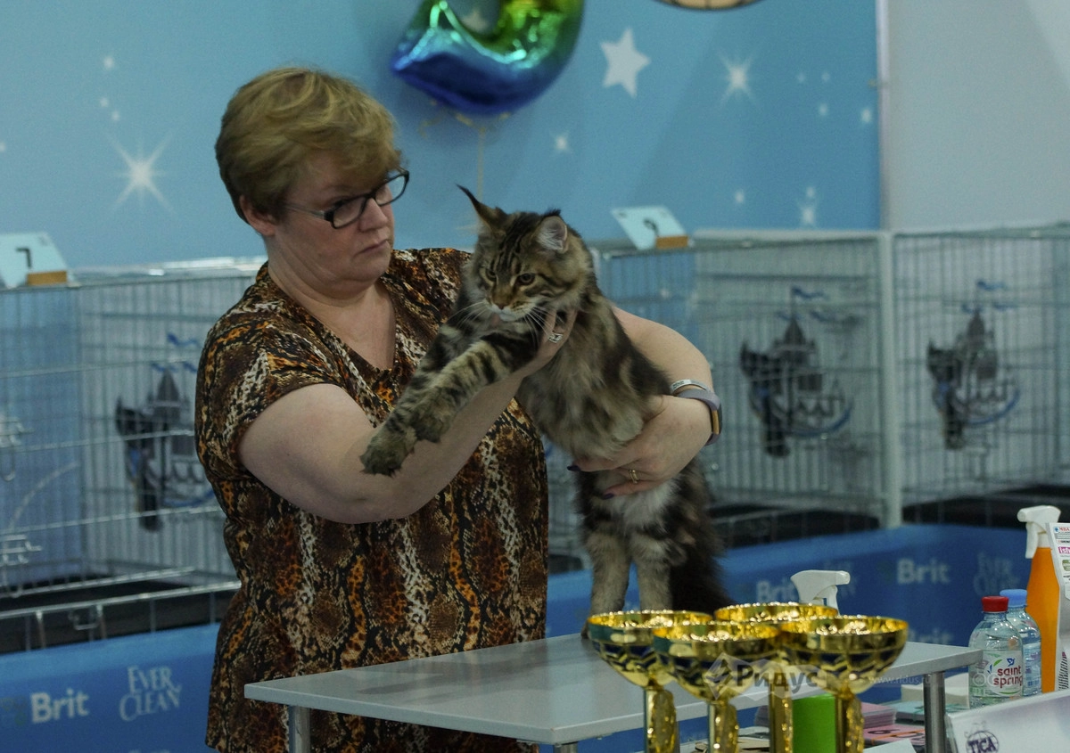 Выставка кошек «Кэтсбург 2020»