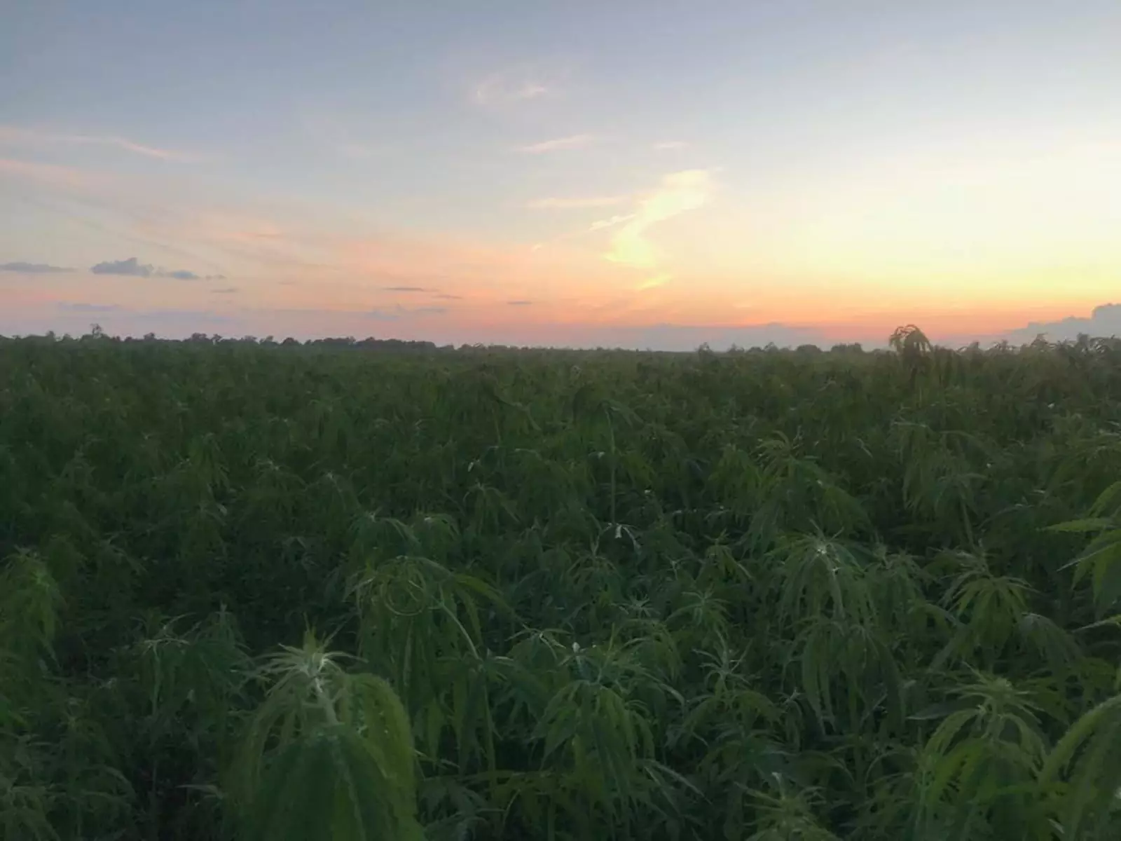 Выращивание технической конопли Выращивание технической конопли